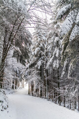 snow covered trees in the forest
