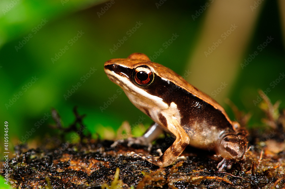 Wall mural bronzefrosch // bronzed frog (indosylvirana temporalis) - sri lanka