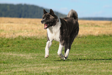 American Akita dog