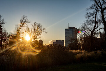 Beautiful morning scene on a lake in Vienna, Austria with vibrant sun, common reed and corporate high rise buildings ins the background in a public park.