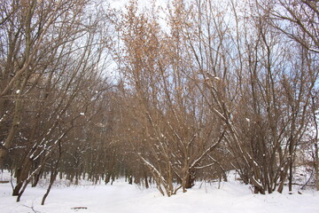 
Snow fell in the forest. Branches of trees in ice and snow. The path is trodden deep into the forest.