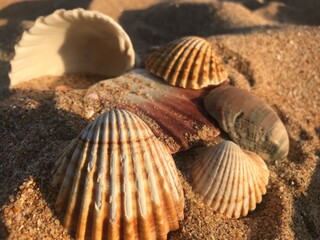 schale, beach, sand, meer, muschel, natur, sommer, ozean, schale, küste, kriegsmarine, anreisen, makro, urlaub, muschel, muschelschale, beschaffenheit, urlaub, weiß, gestade, tropisch, wasser, mollusk