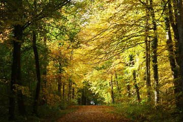 Fototapeta na wymiar Autumn forest in Baden-Wurttemberg, Germany 