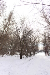 
Snow fell in the forest. Branches of trees in ice and snow. The path is trodden deep into the forest.
