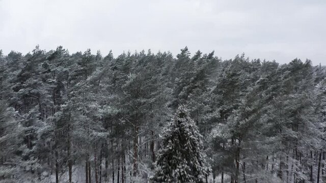 Beautyful drone flight over snowpowdered trees in a snowy winter forrest.