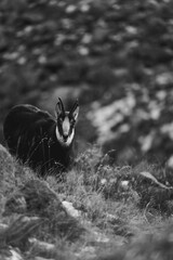 Kozica tatrzańska spotkana w rejonie Hali Gąsienicowej. © Mariusz Szymanek