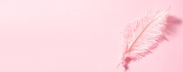 Pink ostrich feather on pink pastel background long banner format. Beautiful design elements for...