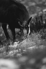 Kozica tatrzańska spotkana w rejonie Hali Gąsienicowej. © Mariusz Szymanek
