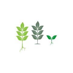 Plant Logo Design