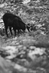 Kozica tatrzańska spotkana w rejonie Hali Gąsienicowej. © Mariusz Szymanek