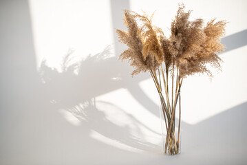 pampas grass on a white background with the rays of the sun