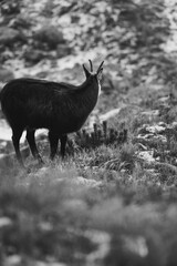 Kozica tatrzańska spotkana w rejonie Hali Gąsienicowej. © Mariusz Szymanek