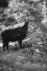 Kozica tatrzańska spotkana w rejonie Hali Gąsienicowej.