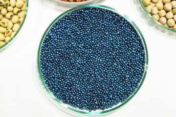 Macro. Processed blue-coated rapeseed seeds in a petri dish in the lab