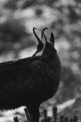 Kozica tatrzańska spotkana w rejonie Hali Gąsienicowej. © Mariusz Szymanek