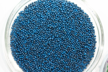 Macro. Processed blue-coated rapeseed seeds in a petri dish in the lab