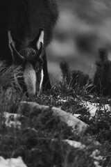Kozica tatrzańska spotkana w rejonie Hali Gąsienicowej. © Mariusz Szymanek