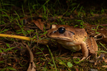 Great barred frog (Mixophyes fasciolatus), a large ground frog that inhabits rainforests of northern NSW and south-east Queensland. Currumbin Creek, Queensland, Australia.