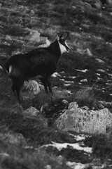 Kozica tatrzańska spotkana w rejonie Hali Gąsienicowej. © Mariusz Szymanek