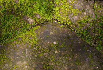 Obraz premium Green moss on the stone surface