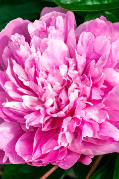 Peony pink Parfait (Paeonia lactiflora) a spring summer flowering plant with pink early summertime flower commonly known as Chinese Peony, stock photo image