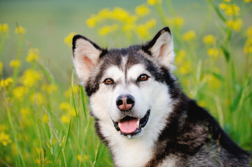 Alaskan Malamute in spring