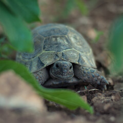 Small turtle on the grass