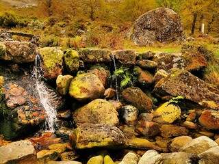 autumn in the forest