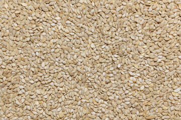 Pumpkin seeds are abundant. Collection, storage and preparation of seeds for planting. Organic background.