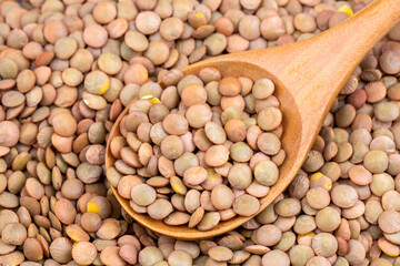 Green lentil on the white background