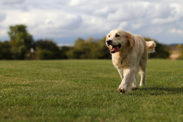 Happy Golden Dog in Sunshine