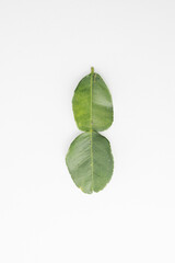 Fototapeta na wymiar Kaffir lime leaves