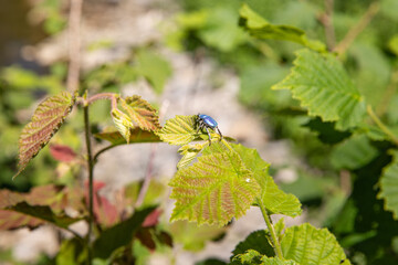 dragonfly on a leaf