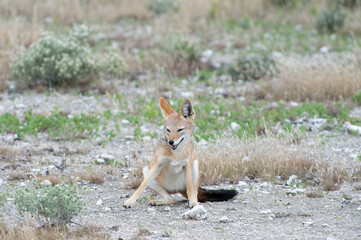 Fototapeta premium Black-backed jackal