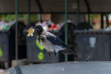 crow on the car