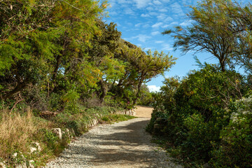 Fototapeta na wymiar Pathway through tropical looking trees and vegetation in Dorset, Uk