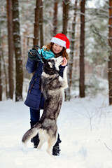 Smiling girl in a Santa Claus hat with a Husky dog from the winter forest. She plays and feeds her dog. Vertical orientation.