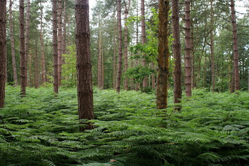 Fototapeta premium Lush Forest