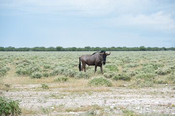 Naklejka premium Blue wildebeest