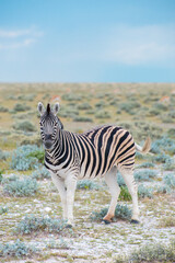 Burchell's (Plain's) zebra