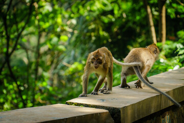 Two monkeys playing with each other in forest at Hutan Raya Juanda Bandung, West Java, Indonesia - Nature wildlife in the world