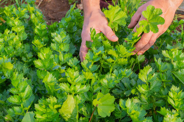 Fresh organic food concept - farmer's hands pick celery in the vegetable garden.Close-up