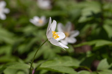 Forest anemones are spring primrose.