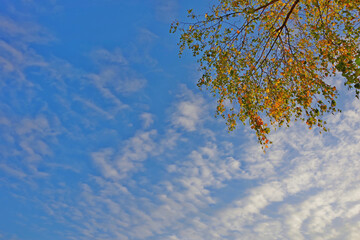 Birch branches with yellow leaves against the blue sky and white clouds. Autumn fantasy. Wallpaper, postcard. Selective focus with copy space.