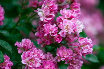 Flower garden, bush of pink roses, summer nature wallpaper, floral background, pattern. Landscaping concept, flower decoration of the park.