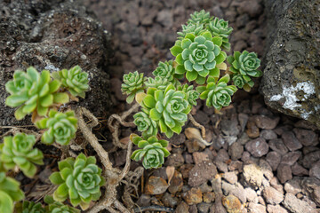 green succulent plant on earth 