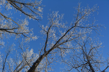 Beautiful landscape with tree tops in hoarfrost on the background of clear blue sky. View from below