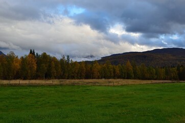 Fototapeta premium colorful autumn forest