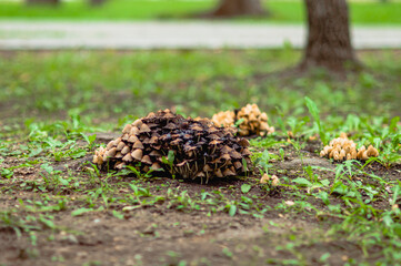 poisonous mushrooms in the park