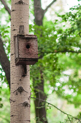 old birdhouse on the tree
